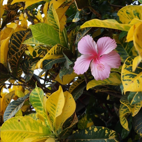 Meet your Posher, Danielle - Picture 1 of 1